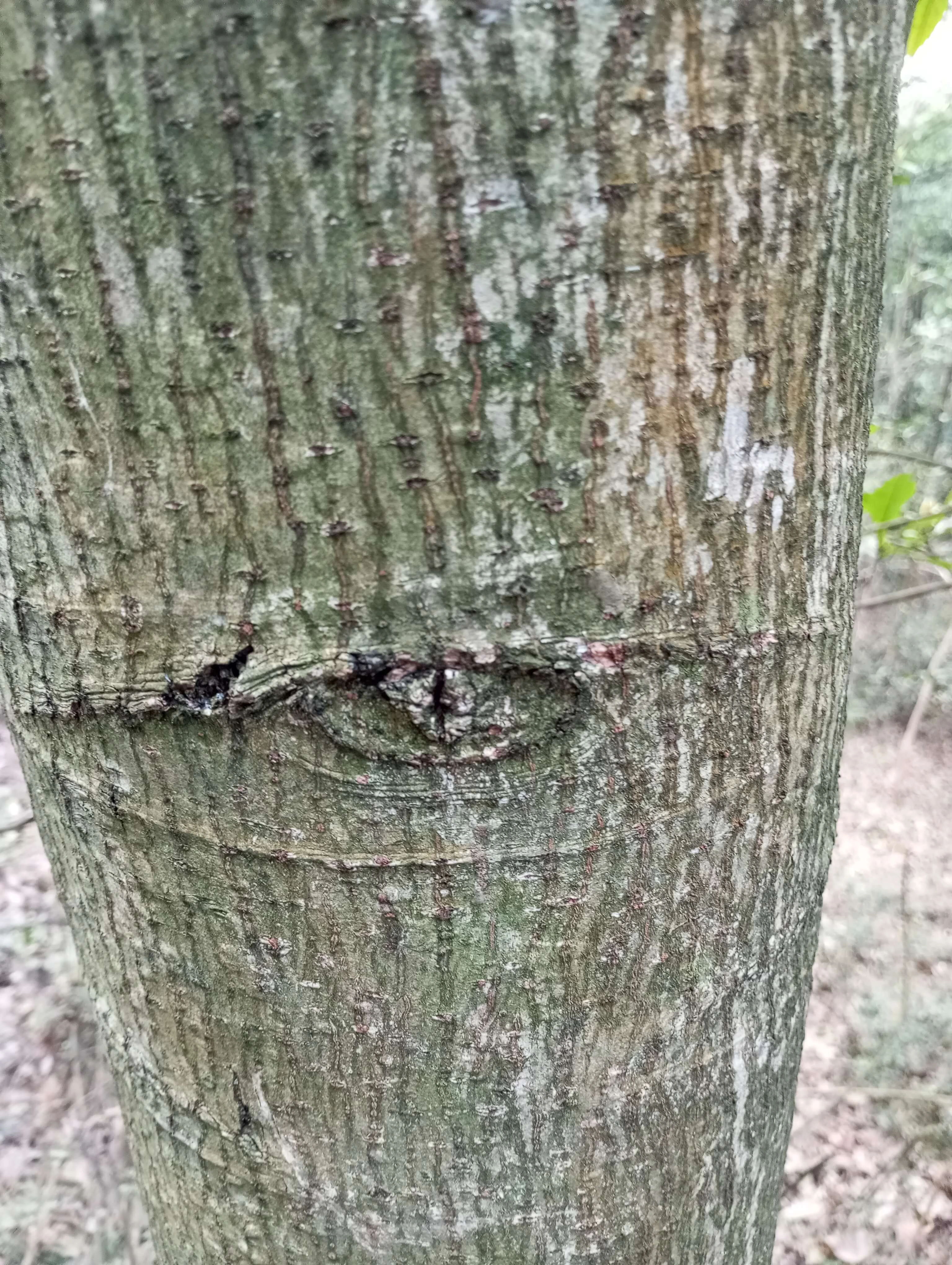 这树长眼睛了？